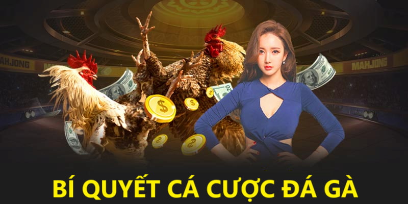 Bí quyết đặt cược chọi gà tại HB88 chắc thắng Bí quyết đặt cược chọi gà tại HB88 chắc thắng