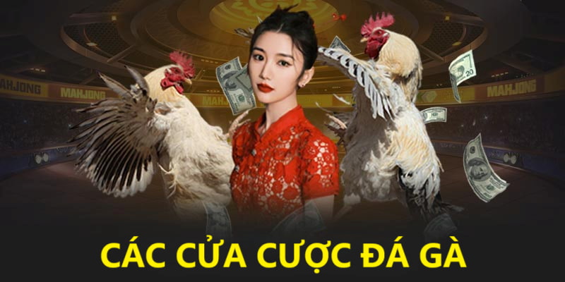 Các cửa cược chọi kê phổ biến Các cửa cược chọi kê phổ biến