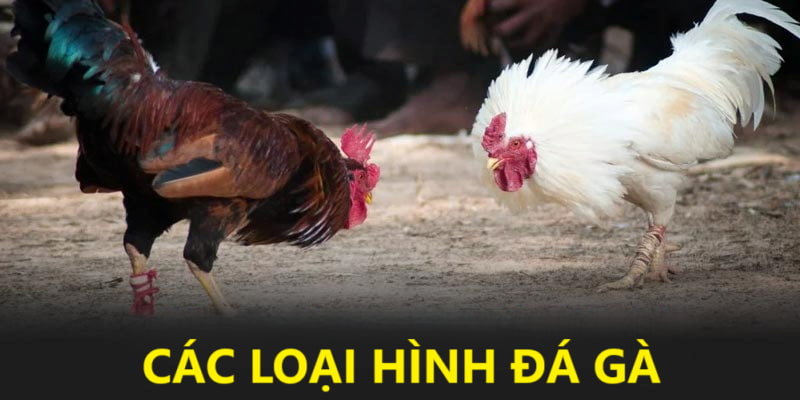 Các loại hình đá gà hấp dẫn tại HB88 Các loại hình đá gà hấp dẫn tại HB88