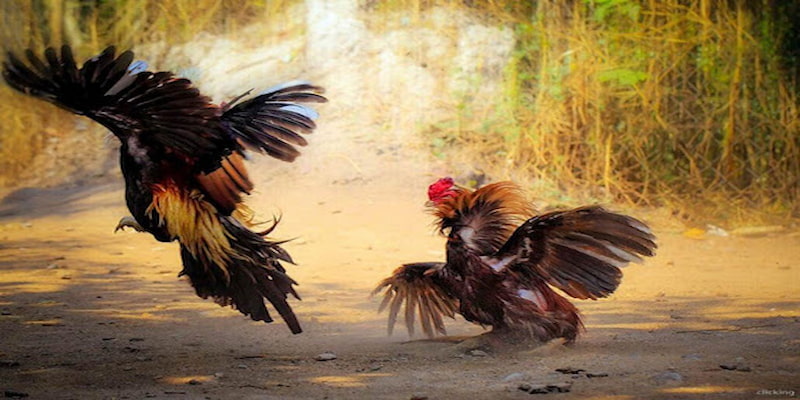 Quan sát và đánh giá gà chọi thông qua quá trình chiến đấu Quan sát và đánh giá gà chọi thông qua quá trình chiến đấu