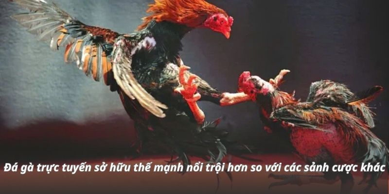 Đá gà trực tiếp sở hữu thế mạnh nổi trội hơn so với các sảnh cược khác Đá gà trực tiếp sở hữu thế mạnh nổi trội hơn so với các sảnh cược khác
