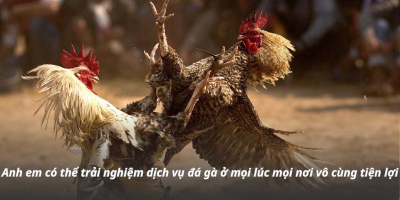 Anh em có thể trải nghiệm dịch vụ đá gà ở mọi lúc mọi nơi vô cùng tiện lợi Anh em có thể trải nghiệm dịch vụ đá gà ở mọi lúc mọi nơi vô cùng tiện lợi
