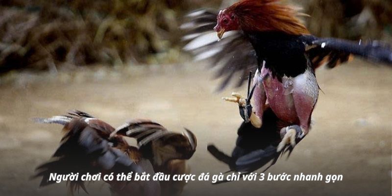 Người chơi có thể bắt đầu cược đá gà chỉ với 3 bước nhanh gọn Người chơi có thể bắt đầu cược đá gà chỉ với 3 bước nhanh gọn