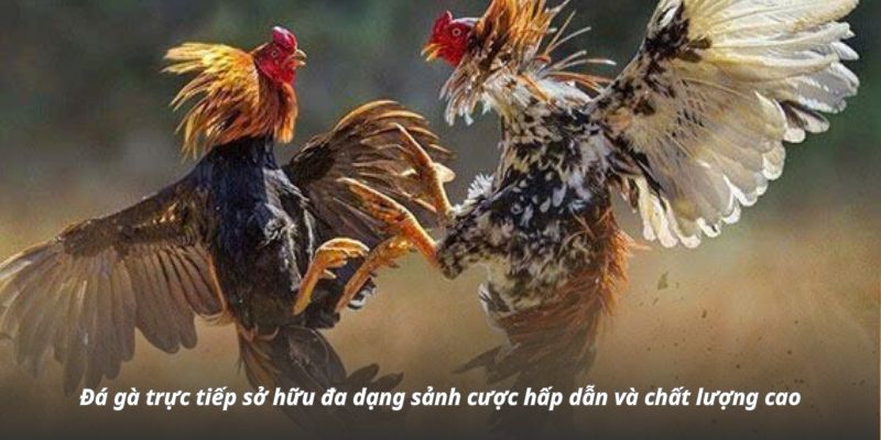 Đá gà trực tuyến sở hữu đa dạng sảnh cược hấp dẫn và chất lượng cao Đá gà trực tuyến sở hữu đa dạng sảnh cược hấp dẫn và chất lượng cao