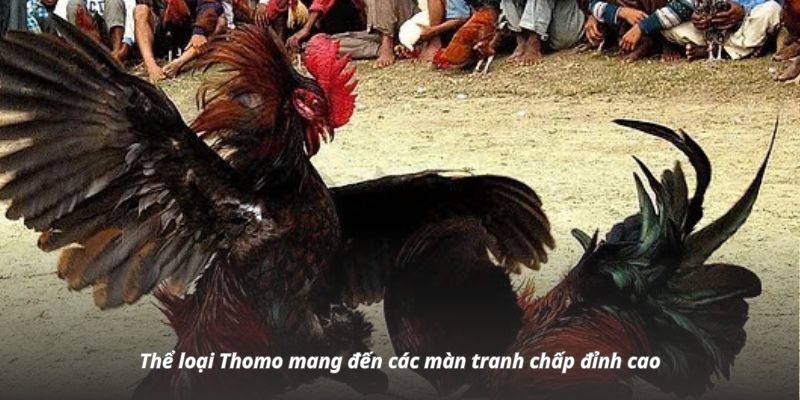 Thể loại Thomo mang đến các màn tranh chấp đỉnh cao Thể loại Thomo mang đến các màn tranh chấp đỉnh cao