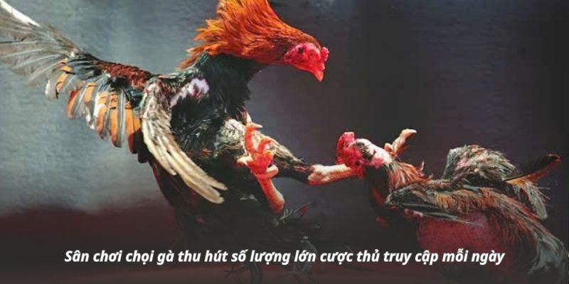 Sân chơi chọi gà thu hút số lượng lớn cược thủ truy cập mỗi ngày Sân chơi chọi gà thu hút số lượng lớn cược thủ truy cập mỗi ngày