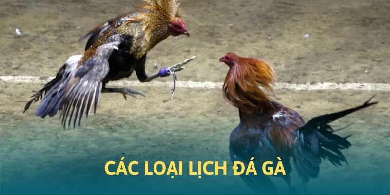 Những lịch đá kê có tại HB88 Những lịch đá kê có tại HB88