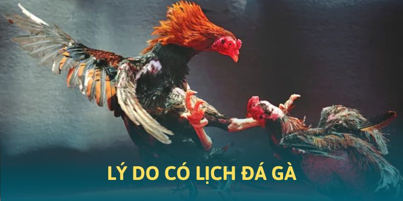 Lý do ra đời của lịch đá gà HB88 Lý do ra đời của lịch đá gà HB88